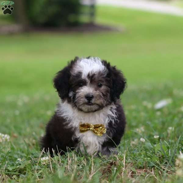 Prince, Shih-Poo Puppy